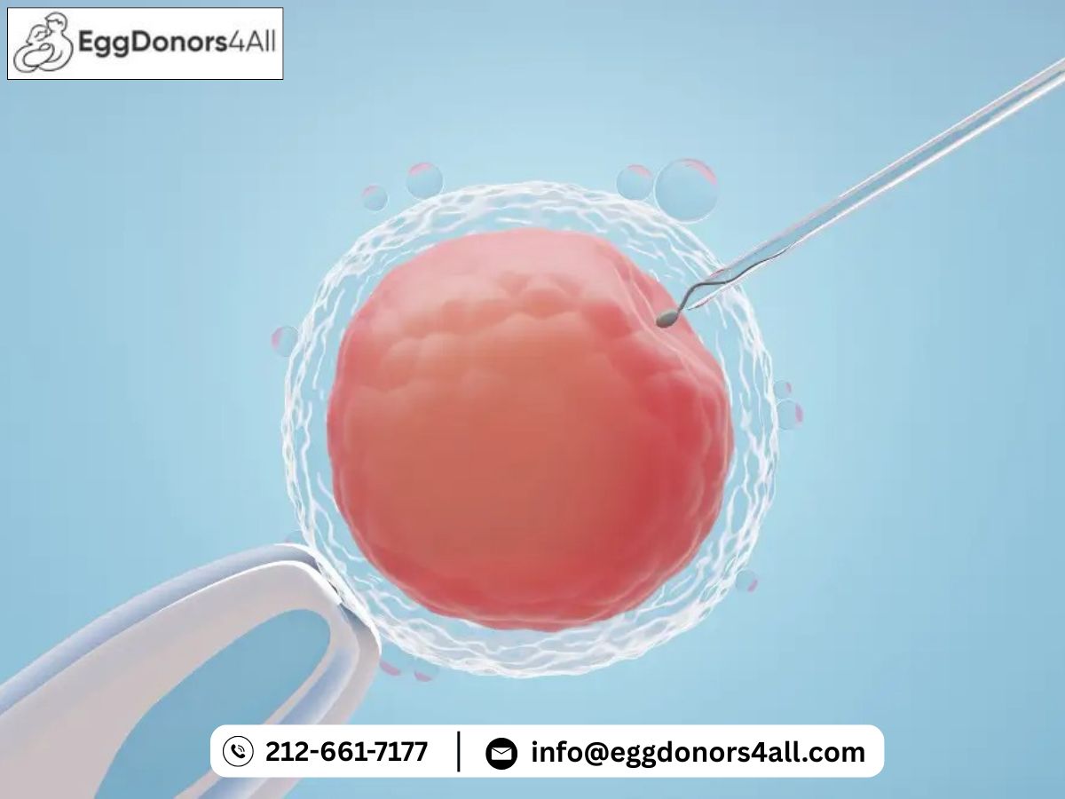 frozen donor eggs
